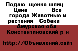 Подаю. щенка шпиц  › Цена ­ 27 000 - Все города Животные и растения » Собаки   . Амурская обл.,Константиновский р-н